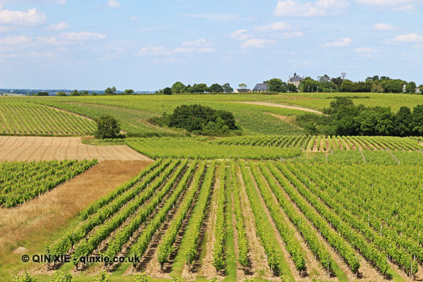 vineyards in Quarts de Chaume
