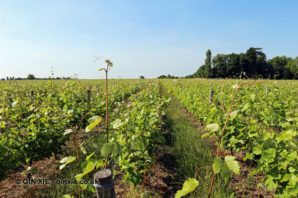 loire-valley-qin-xie